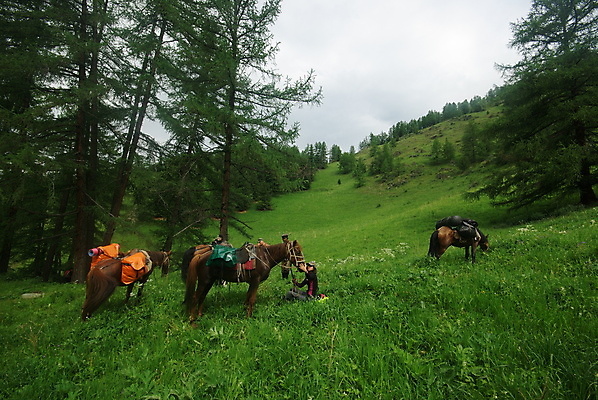 포토 JPG 해외이미지 동물 실루엣 얼굴 백그라운드 신발 밭 농업 포유류 산 풍경 초원 사람없음 옆모습 초록색 울타리 뷰티 농장 농경지 갈색 머리 걷기 가을 방목 그림 윤곽 마차 망아지 찰과상 해외포토 계절 산업 새끼 교통수단 뷰포인트 컬러 모션 촬영기법 신체부위 담장 말_동물 축산업 상처 파일형식 이미지허브
