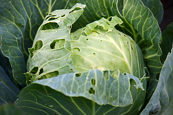 포토 JPG 해외이미지 식물 음식 잎 채소 자연 사람없음 초록색 농작물 신선 순수 묘사 양배추 생태학 숙성 해외포토 교육 컬러 컨셉 농업 생태계 파일형식 이미지허브
