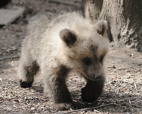 포토 JPG 해외이미지 동물 응시 물결 야생동물 새끼 모래 장난 곰 포유류 모션 자연 놀이 생물 털 앉기 사람없음 초록색 달리기 뷰티 갈색 머리 우주 검은색 산책 아기 연못 숲 작음 모피 내추럴 떠남 집게발 해외포토 시선 컬러 휴식 사람 신체부위 크기 생태계 파일형식 이미지허브