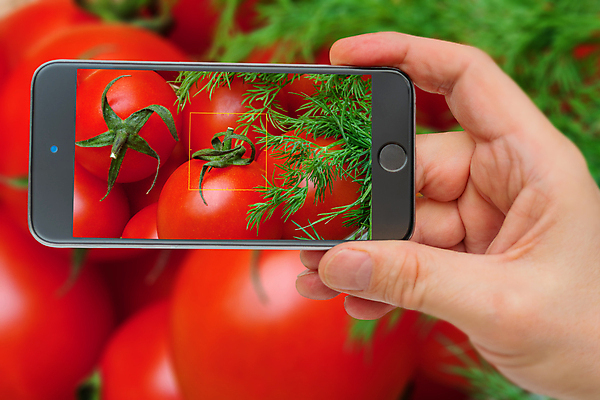 포토 JPG 해외이미지 식물 음식 농업 다이어트 토마토 채소 통신 자연 건강 요리 사람없음 빨간색 초록색 스마트폰 핸드폰 세트 카메라 주방 스크린 모니터 정원 식사 흰색 신선 맛 수집 먹기 유기농 내추럴 바이오 채식주의자 회향 많음 해외포토 웰빙 산업 컬러 컨셉 모션 전자제품 스마트기기 컴퓨터 생태계 채식 파일형식 이미지허브