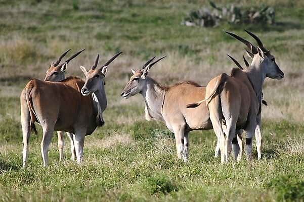 포토 JPG 해외이미지 동물 응시 야생동물 포유류 아프리카 자연 초식동물 털 뿔 초원 사람없음 갈색 흰색 황무지 우아함 군중 큼 사파리 영양 해외포토 시선 나라 컬러 컨셉 사람 크기 생태계 파일형식 이미지허브