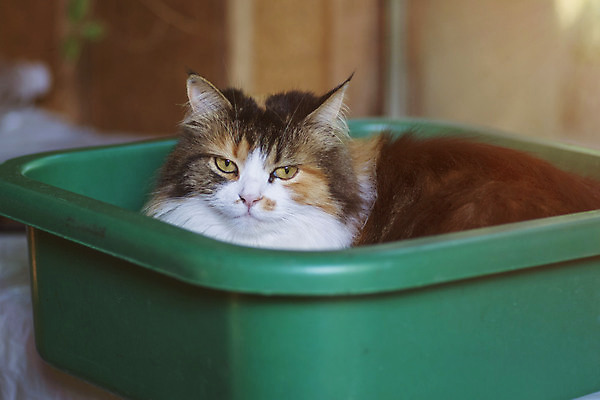 포토 JPG 해외이미지 동물 응시 얼굴 백그라운드 오렌지 포유류 자연 주택 털 실내 앉기 사람없음 야외 반려동물 검은색 고양이 흰색 아기 관찰 작음 땅 모피 호기심 대야 솜털 해외포토 시선 감정 컬러 컨셉 과일 모션 사람 내부 건물 신체부위 크기 생태계 파일형식 이미지허브