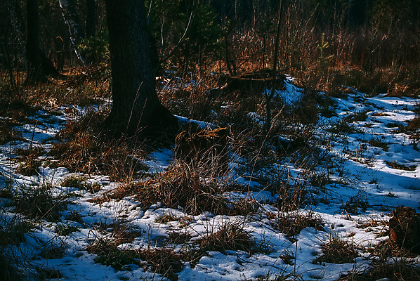 포토 JPG 해외이미지 나무 식물 계절 유럽 줄기 백그라운드 밭 자연 하늘 날씨 따뜻함 그림자 사람없음 야외 목재 초록색 빛 컬러풀 태양 일출 환경 맑음 귀걸이 일몰 봄 젖음 촉촉함 흰색 면 닫기 습지 저녁 숲 수분 장면 북쪽 침엽수 솜털 내추럴 해외포토 자연요소 나라 컬러 농업 재료 장신구 모션 노을 야간 방향 생태계 파일형식 이미지허브
