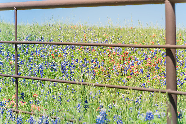 포토 JPG 해외이미지 주간 꽃밭 봄꽃 자연 사람없음 야외 울타리 봄 해외포토 자연요소 계절 꽃 담장 생태계 파일형식 이미지허브