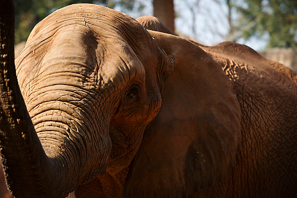 포토 JPG 해외이미지 주간 동물 1 야생동물 여행 2 포유류 가족 아프리카 자연 엄마 초식동물 코끼리 한명 서기 야외 가로 물 강 마시기 아기 그룹 보호 군중 작음 큼 사파리 싱글 5 상아 송아지 보츠와나 해외포토 자연요소 나라 새끼 컨셉 관계 모션 사람 숫자 소 크기 생태계 파일형식 이미지허브