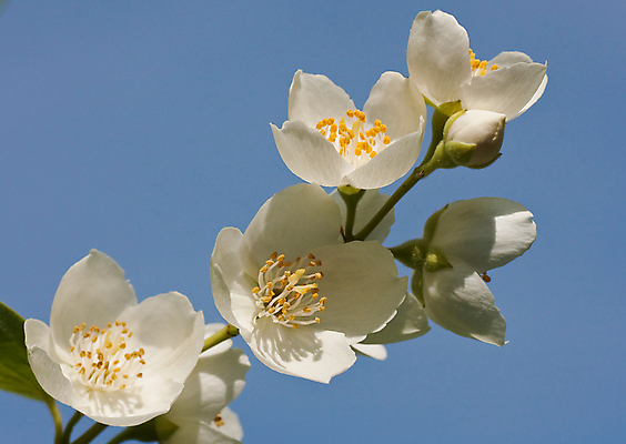 포토 JPG 해외이미지 식물 꽃잎 꽃 백그라운드 잎 자연 동양인 사람없음 초록색 뷰티 벚꽃 흰색 나뭇가지 개화 발사 다발 만족 화단 부드러움 아로마테라피 이국적 해외포토 나무 감정 컬러 인종 감각 생태계 테라피 파일형식 이미지허브