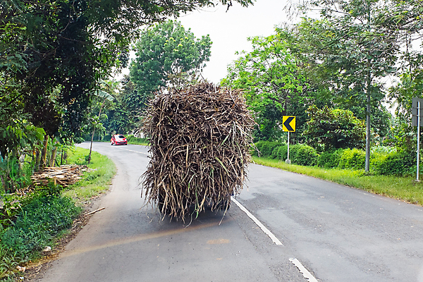 포토 JPG 해외이미지 아시아 도로 밭 농업 교통시설 자연 거리 사람없음 야외 자전거 운전 오토바이 시골 인도네시아 지역 모터 해외포토 나라 산업 길 교통 모션 바이크 시설 생태계 파일형식 이미지허브