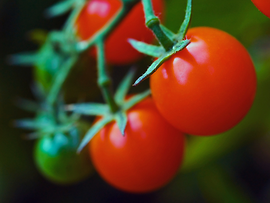 포토 JPG 해외이미지 식물 잡화 음식 백그라운드 잎 농업 토마토 채소 과일 자연 건강 요리 사람없음 야외 빨간색 초록색 농작물 정원 이탈리아 샐러드 수확 성장 신선 체리 선택 달콤 맛 작음 먹기 준비 유기농 원예 포도나무 내추럴 숙성 온실 맛있는 해외포토 웰빙 유럽 산업 컬러 컨셉 모션 취미 크기 과일나무 생태계 파일형식 이미지허브