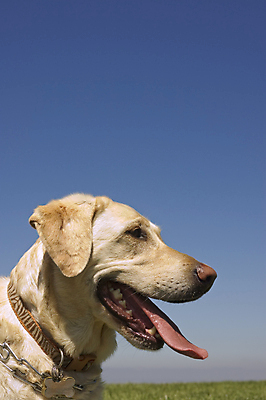 포토 JPG 해외이미지 동물 포유류 친절 앉기 사람없음 반려동물 검은색 흰색 황금 개 강아지 래브라도리트리버 통제 육식동물 송곳니 경보 소셜 해외포토 컬러 모션 리트리버 치아 파일형식 이미지허브