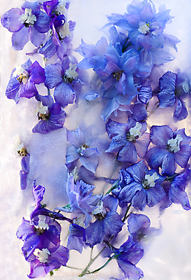 포토 JPG 해외이미지 식물 계절 꽃잎 꽃 꽃다발 백그라운드 컨셉 잎 꽃무늬 자연 추상 사람없음 물 파란색 반사 냉동 얼음 거품 추위 벚꽃 흰색 신선 신용카드 투명 다발 순수 상쾌 서리 꽃수술 카피스페이스 해외포토 자연요소 감정 컬러 무늬 금융 공백 생태계 파일형식 이미지허브