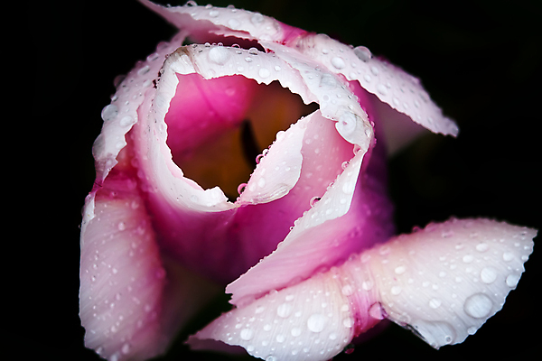 포토 JPG 해외이미지 식물 꽃잎 꽃 줄기 꽃무늬 농업 자연 사람없음 컬러풀 정원 보라색 봄 튤립 벚꽃 흰색 개화 영원 해외포토 계절 산업 컬러 무늬 생태계 파일형식 이미지허브