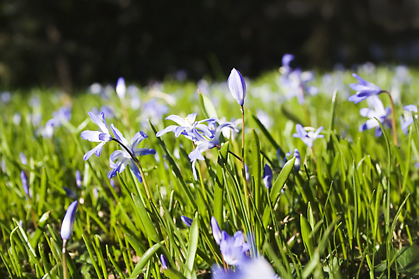 포토 JPG 해외이미지 식물 공원 꽃 분홍색 백그라운드 잎 밭 자연 벽지 휴가 부활절 파노라마 잔디 사람없음 야외 초록색 파란색 빛 뷰티 정원 맑음 보라색 봄 시골 신선 개화 이슬 큼 제비꽃 언덕 만족 원예 내추럴 찰과상 많음 해외포토 계절 공공시설 기념일 감정 컬러 컨셉 농업 날씨 촬영기법 취미 상처 크기 생태계 파일형식 이미지허브