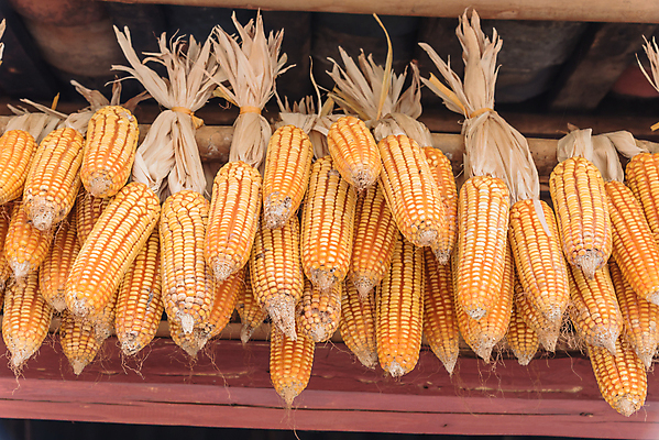 포토 JPG 해외이미지 전통 계절 아시아 농업 채소 오렌지 자연 주택 건조 매달리기 옥수수 씨앗 사람없음 목재 장식 농작물 컬러풀 농장 노란색 쌓기 축제 수확 가을 시골 황금 낟알 시리얼 천장 유기농 날것 흙더미 밭일 숙성 식용 줄서기 해외포토 나무 식물 웰빙 나라 산업 음식 컬러 과일 재료 모션 곡류 건물 흙 생태계 파일형식 더미 이미지허브