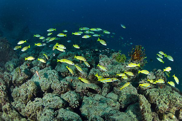 포토 JPG 해외이미지 동물 야생동물 바다 섬 학교 자연 어류 사람없음 물 파란색 컬러풀 노란색 수중 수영 그룹 산호 거북이 아래 다이빙 하와이 지느러미 말레이시아 깊이 달리기선수 해외포토 자연요소 교육 아시아 컬러 파충류 미국 수중동물 수상스포츠 자포동물 방향 생태계 위치 육상선수 수중스포츠 파일형식 이미지허브