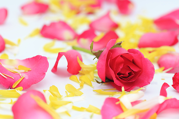 포토 JPG 해외이미지 식물 기념일 꽃잎 꽃 행복 분홍색 꽃다발 결혼 백그라운드 잎 꽃무늬 패턴 자연 휴가 기념 발렌타인데이 선물 사랑 사람없음 빨간색 컬러풀 뷰티 장미 귀여움 정원 낭만 벚꽃 흰색 하트 축하 인사 신선 생일 달콤 오브젝트 싱글 열정 고립 유일 해외포토 모양 감정 컬러 컨셉 무늬 데이이벤트 이벤트 예절 맛 생태계 파일형식 이미지허브