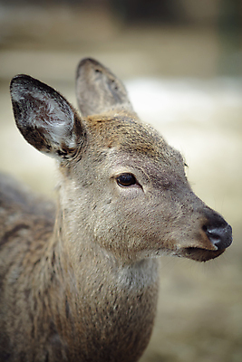 포토 JPG 해외이미지 나무 동물 계절 공원 야생동물 백그라운드 밭 포유류 자연 뿔 사람없음 뷰티 갈색 머리 달러 흰색 시골 숲 방목 심볼 꼬리 역동적 사냥 땀 귀 내추럴 동물상 무료 서쪽 아기사슴 암사슴 해외포토 식물 공공시설 새끼 컬러 컨셉 돈 농업 사슴 신체부위 조형물 축산업 암컷 방향 생태계 파일형식 이미지허브