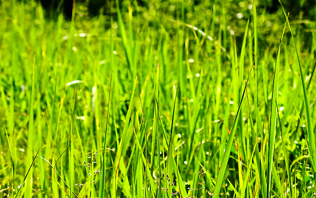 포토 JPG 해외이미지 식물 계절 공원 선 백그라운드 패턴 밭 자연 벽지 추상 새로움 잔디 초원 사람없음 야외 장식 초록색 여름 빛 컬러풀 환경 정원 봄 활발 성장 흰색 신선 질감 내추럴 생태학 그리너리 해외포토 공공시설 교육 컬러 컨셉 무늬 농업 생태계 파일형식 트랜드컬러 이미지허브