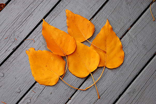포토 JPG 해외이미지 식물 계절 잎 오렌지 자연 사람없음 가을 해외포토 과일 생태계 파일형식 이미지허브