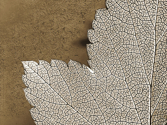 포토 JPG 해외이미지 나무 디자인 종이 백그라운드 자연 표면 날씨 추상 프레임 사람없음 책 파란색 갈색 우주 쪽지 공백 손상 수확 점 거친 주름 균열 황폐 질감 문서 복고 심플 캔버스 페이지 스크래치 찢어짐 시트 판지 나쁜 구식 그런지 세피아 양피지 옛날 원고 파피루스 노화 스타일 해외포토 식물 컬러 컨셉 무늬 농업 모션 촬영기법 생태계 파일형식 이미지허브