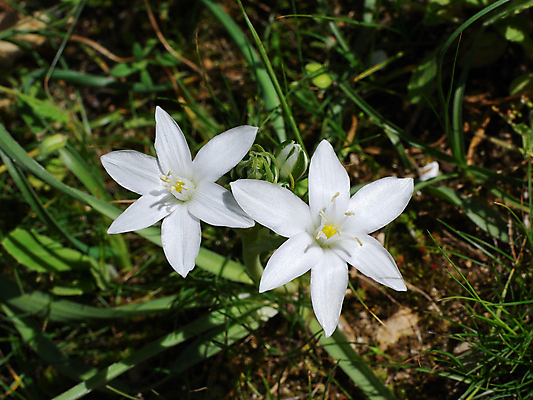 포토 JPG 해외이미지 식물 계절 꽃잎 꽃 자연 새로움 사람없음 야외 초록색 햇빛 뷰티 노란색 봄 들꽃 벚꽃 흰색 신선 황무지 작음 순수 해외포토 컬러 컨셉 태양 크기 생태계 파일형식 이미지허브