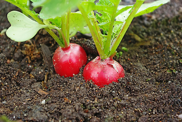 포토 JPG 해외이미지 식물 라이프스타일 음식 줄기 백그라운드 잎 농업 다이어트 채소 재료 자연 건강 사람없음 빨간색 초록색 정원 활발 샐러드 흰색 신선 그룹 작음 다발 먹기 오브젝트 싱글 상쾌 유기농 날것 뿌리 비타민 내추럴 생태학 숙성 채식주의자 총각무 해외포토 웰빙 교육 감정 산업 컬러 컨셉 모션 생활 크기 무 생태계 채식 영양소 파일형식 이미지허브