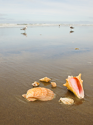 포토 JPG 해외이미지 행복 모래 파도 바다 섬 여행 백그라운드 컨셉 오렌지 갈매기 조류 휴가 조개 휴식 해변 사람없음 물 컬러풀 햇빛 꿈 껍질 소라 탈출 긍정 방문 가리비 잔물결 파라다이스 카피스페이스 해외포토 자연요소 동물 감정 물결 컬러 과일 어패류 태양 공백 파일형식 이미지허브