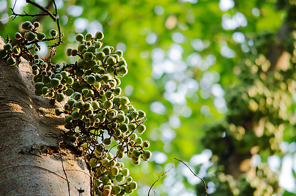 포토 JPG 해외이미지 식물 템플릿 디자인 백그라운드 잎 패턴 자연 추상 사람없음 목재 초록색 여름 빛 환경 봄 젖음 성장 물방울 신선 작음 유기농 질감 내추럴 인공 해외포토 나무 웰빙 계절 컬러 무늬 재료 크기 생태계 파일형식 이미지허브