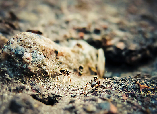 포토 JPG 해외이미지 동물 야생동물 음식 곤충 협력 생물 사람없음 갈색 검은색 작업 개미 많음 해외포토 컬러 컨셉 파일형식 이미지허브