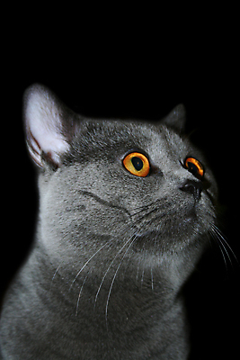 포토 JPG 해외이미지 동물 응시 얼굴 백그라운드 오렌지 영국 주택 털 사람없음 파란색 반려동물 뷰티 머리 귀여움 검은색 고양이 우정 회색 입 황금 닫기 강아지 은색 만족 코 귀 얼룩무늬 주둥이 기르기 노즐 돌봄 섬광 해외포토 시선 감정 유럽 컬러 컨셉 무늬 과일 포유류 모션 건물 신체부위 친구 개 파일형식 이미지허브