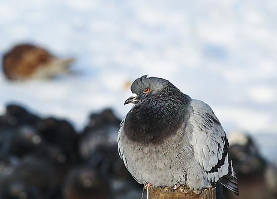 포토 JPG 해외이미지 동물 1 응시 공원 야생동물 백그라운드 컨셉 날개 자연 조류 지붕 사람 사람없음 야외 초록색 뷰티 검은색 회색 그룹 작음 왕 자르기 깃털 싱글 비둘기 슛 내추럴 해외포토 시선 공공시설 컬러 모션 크기 생태계 파일형식 이미지허브