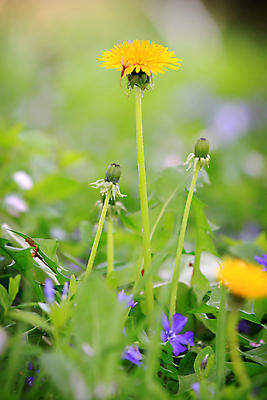 포토 JPG 해외이미지 주간 꽃 사람없음 야외 소프트포커스 민들레 꽃봉오리 해외포토 자연요소 식물 촬영기법 파일형식 이미지허브