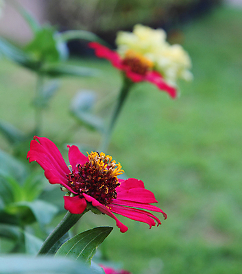 포토 JPG 해외이미지 식물 계절 꽃잎 꽃 행복 분홍색 꽃다발 백그라운드 잎 꽃무늬 밭 자연 발렌타인데이 씨앗 사람없음 빨간색 초록색 컬러풀 뷰티 노란색 정원 공백 활발 벚꽃 시골 축하 신선 원예 엽서 꽃가루 내추럴 조언 해외포토 감정 컬러 컨셉 무늬 농업 데이이벤트 취미 가루 편지 생태계 파일형식 이미지허브