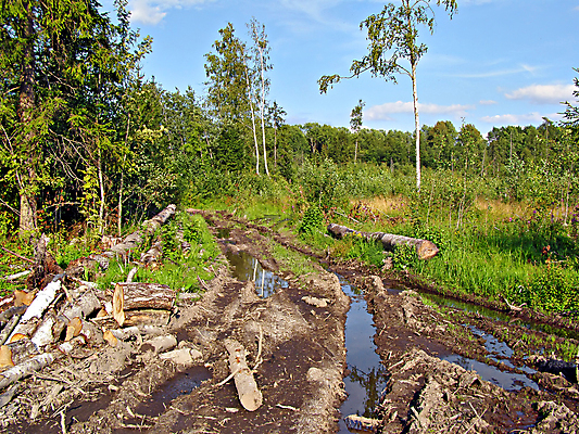 포토 JPG 해외이미지 나무 산업 종이 농업 자연 사람없음 야외 목재 초록색 쌓기 환경 재활용 손상 에너지 수확 죽음 반지 제조 보호 숲 장작 자르기 언덕 질감 통나무 자원 잡동사니 러시아인 생태학 수목 해외포토 서양인 식물 교육 컬러 컨셉 재료 장신구 모션 친환경 생태계 파일형식 이미지허브