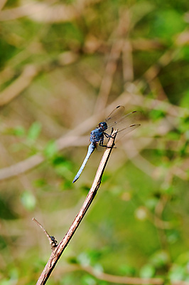 포토 JPG 해외이미지 식물 공원 야생동물 줄기 곤충 잎 날개 자연 날씨 건조 서기 사람없음 야외 환경 정원 용 벌레 잠자리 내추럴 해외포토 동물 공공시설 모션 생태계 파일형식 이미지허브