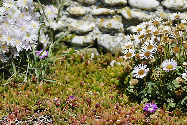 포토 JPG 해외이미지 식물 영어 꽃 벽 백그라운드 건축양식 영국 건조 돌담 석조 사람없음 장식 파란색 노란색 여행객 마을 맑음 회색 들꽃 바위 시골 거친 묘사 시골집 데이지 석회암 엘리먼트 해외포토 문자 건축 유럽 컬러 날씨 주택 사람 담장 암석 돌_바위 파일형식 이미지허브