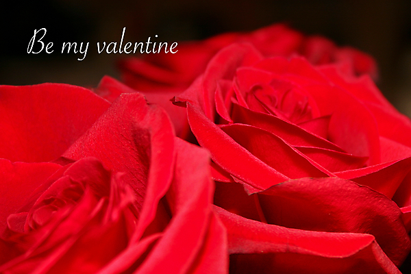 포토 JPG 해외이미지 모양 꽃잎 꽃 꽃다발 결혼 꽃무늬 휴가 발렌타인데이 선물 사랑 사람없음 장식 빨간색 장미 낭만 하트 축하 인사 신용카드 심볼 카피스페이스 해외포토 식물 감정 컬러 컨셉 무늬 데이이벤트 이벤트 금융 공백 예절 파일형식 이미지허브