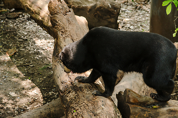 포토 JPG 해외이미지 나무 동물 아시아 야생동물 새끼 잎 곰 포유류 자연 산 종류 사람없음 야외 검은색 힘 하이킹 젖음 황무지 위험 큼 산등성이 암초 멸종 서식지 해외포토 식물 나라 컬러 컨셉 레저 크기 생태계 파일형식 이미지허브