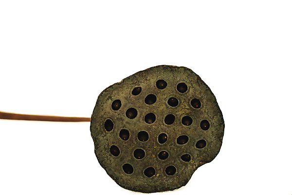 포토 JPG 해외이미지 식물 꽃잎 꽃 아시아 종교 길 클리핑패스 음식 분홍색 백그라운드 잎 꽃무늬 자연 건조 건강 미술 씨앗 동양인 사람없음 초록색 물 컬러풀 뷰티 검은색 벚꽃 흰색 기도 죽음 신선 자르기 심볼 흰배경 시들음 내추럴 고립 꼬투리 썩음 옛날 해외포토 자연요소 나라 컬러 무늬 모션 문화예술 인종 생태계 파일형식 이미지허브