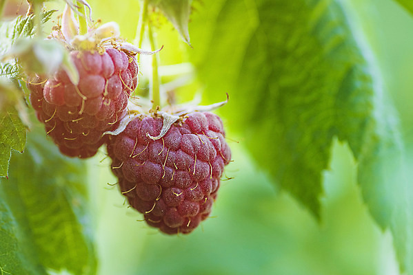 포토 JPG 해외이미지 식물 계절 열매 음료 음식 백그라운드 잎 농업 과일 재료 자연 디저트 건강 사람없음 빨간색 초록색 뷰티 정원 침묵 활발 수확 나뭇가지 신선 달콤 큼 자르기 먹기 오브젝트 싱글 유기농 날것 산딸기 고립 숙성 채식주의자 해외포토 나무 웰빙 산업 컬러 컨셉 모션 소리 맛 크기 생태계 채식 파일형식 이미지허브