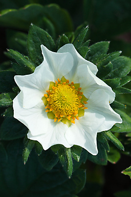 포토 JPG 해외이미지 식물 열매 꽃 백그라운드 잎 과일 자연 딸기 건강 사람없음 초록색 머리 침묵 벚꽃 흰색 나뭇가지 신선 달콤 떨어짐 다발 상쾌 유기농 숙성 채식주의자 해외포토 나무 웰빙 감정 컬러 컨셉 신체부위 소리 맛 생태계 채식 파일형식 이미지허브