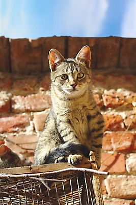 포토 JPG 해외이미지 동물 1 응시 백그라운드 포유류 자연 하늘 벽돌 수염 주택 앉기 사람없음 야외 파란색 반려동물 뷰티 갈색 고양이 줄무늬 회색 달콤 쓰레기 작음 모피 버리기 호기심 얼룩무늬 기르기 해외포토 시선 감정 컬러 컨셉 무늬 모션 건물 맛 크기 생태계 돌봄 파일형식 이미지허브