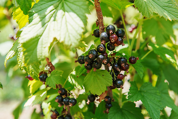 포토 JPG 해외이미지 식물 계절 열매 음식 잎 농업 다이어트 채소 과일 자연 디저트 건강 사람없음 야외 초록색 농작물 농장 정원 검은색 수확 흰색 나뭇가지 신선 그룹 달콤 다발 유기농 날것 블랙베리 내추럴 건포도 숙성 채식주의자 맛있는 해외포토 나무 웰빙 산업 컬러 포도 맛 생태계 채식 건과일 파일형식 이미지허브