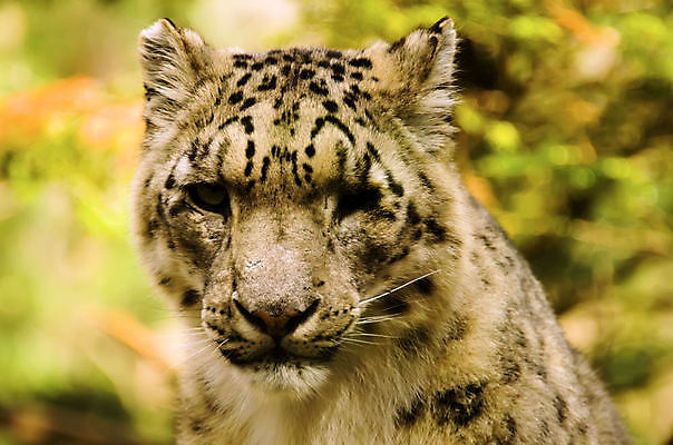 포토 JPG 해외이미지 동물 유럽 아시아 야생동물 백그라운드 수염 사람없음 고양이 블록 분노 흰색 점 입 황무지 치아 혀 러시아 육식동물 사냥꾼 멸종 동쪽 불만 표범 동물상 이국적 해외포토 직업 감정 나라 컬러 포유류 신체부위 반려동물 조형물 소화기관 방향 파일형식 이미지허브