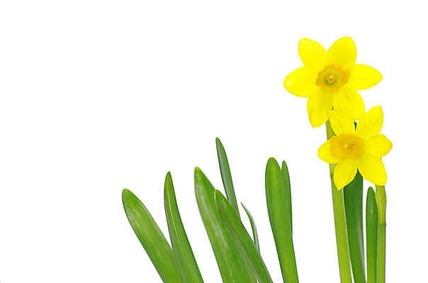 포토 JPG 해외이미지 꽃 실내 사람없음 두송이 수선화 해외포토 식물 2 내부 파일형식 이미지허브