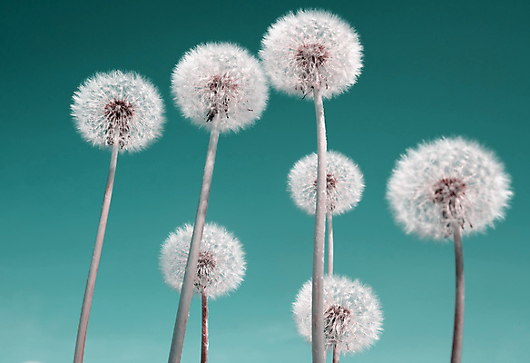 포토 JPG 해외이미지 로우앵글 실내 사람없음 민들레 민들레홀씨 해외포토 꽃 뷰포인트 내부 파일형식 이미지허브