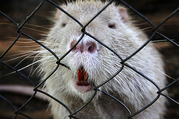 포토 JPG 해외이미지 동물 동물원 사람없음 치아 설치류 콧수염 새장 해외포토 수염 소화기관 케이지 파일형식 이미지허브