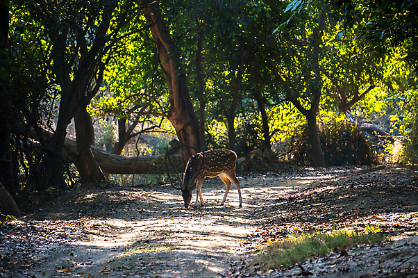 포토 JPG 해외이미지 동물 1 계절 남자 유럽 야생동물 밭 포유류 자연 사슴 털 초원 사람없음 야외 옆모습 여름 햇빛 갈색 달러 게임 흰색 관찰 숲 동물상 암사슴 해외포토 나라 뷰포인트 컬러 돈 농업 모션 놀이 사람 태양 조형물 암컷 생태계 파일형식 이미지허브