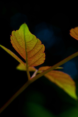 포토 JPG 해외이미지 식물 줄기 백그라운드 잎 패턴 오렌지 자연 추상 사람없음 장식 초록색 컬러풀 태양 반사 노란색 평화 환경 정원 검은색 봄 활발 성장 가을 신선 황금 차 숲 심볼 묘사 유기농 질감 밀짚 내추럴 고립 해외포토 자연요소 웰빙 계절 음료 컬러 컨셉 무늬 과일 짚 생태계 파일형식 이미지허브
