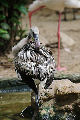 포토 JPG 해외이미지 동물 공원 호수 야생동물 분홍색 아프리카 자연 조류 생물 사람없음 야외 목재 빨간색 초록색 물 강 컬러풀 뷰티 연못 그룹 황무지 숲 열대우림 플라밍고 깃털 부리 새장 서식지 남쪽 내추럴 이국적 많음 해외포토 자연요소 나무 공공시설 나라 컬러 컨셉 재료 방향 생태계 케이지 파일형식 이미지허브