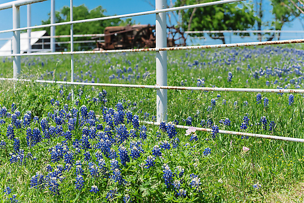 포토 JPG 해외이미지 주간 봄꽃 사람없음 야외 울타리 들꽃 시골 해외포토 자연요소 꽃 담장 봄 파일형식 이미지허브